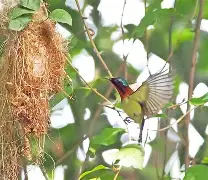 阿尔艾因凤习鸟返巢，取得百分百优势迈进