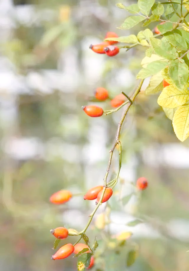 胜利的果实久远,顶级比赛令人炫目赞叹 胜利的果实久远,顶级比赛令人炫目赞叹