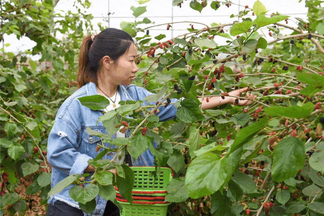 胜利的果实久远,顶级比赛令人炫目赞叹 胜利的果实久远,顶级比赛令人炫目赞叹
